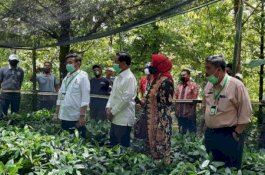 Serahkan 100 Ribu Bibit Pala di Leihitu, Mentan SYL Ajak Petani Manfaatkan Teknologi