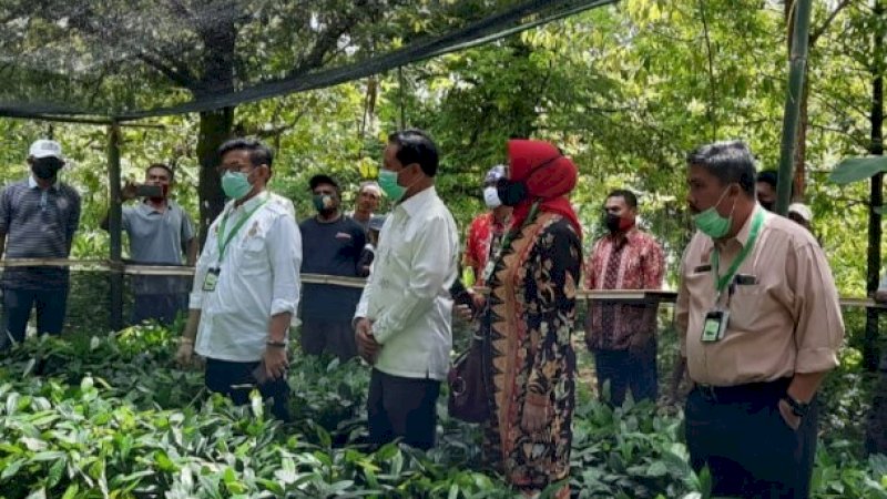 Serahkan 100 Ribu Bibit Pala di Leihitu, Mentan SYL Ajak Petani Manfaatkan Teknologi