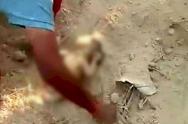 Ajaib, Bayi Baru Lahir Dikubur Hidup-hidup Ditemukan Selamat