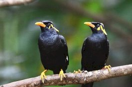 Tak Sengaja Lepas Burung Beo dari Sangkar, Pembantu Berusia 8 Tahun Dianiaya Majikan hingga Tewas 