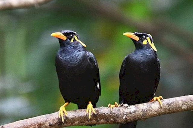 Tak Sengaja Lepas Burung Beo Dari Sangkar Pembantu Berusia 8 Tahun Dianiaya Majikan Hingga Tewas