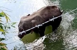 Ulah Warga Tak Bertanggung Jawab, Gajah Hamil Mati dalam Posisi Berdiri