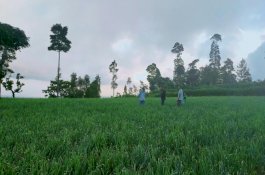 Harga Bawang Merah di Jeneponto Mulai Membaik, Petani Berharap Tidak Ada dari Luar Kota