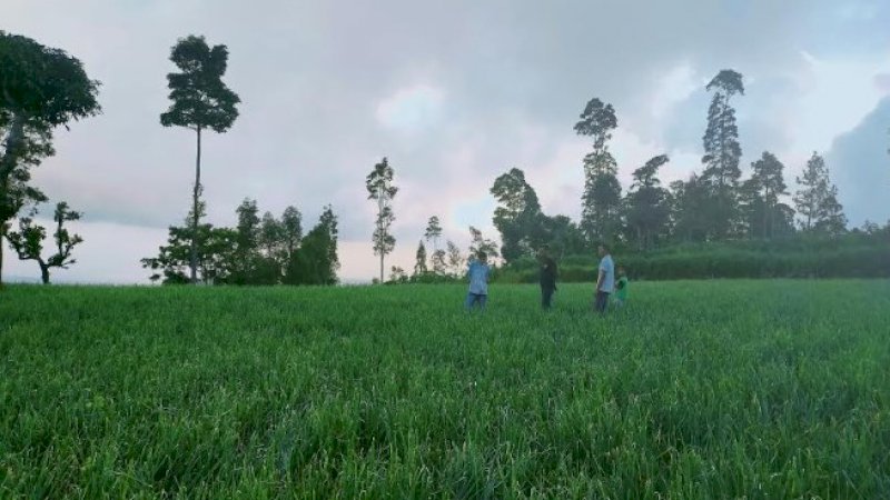 Harga Bawang Merah di Jeneponto Mulai Membaik, Petani Berharap Tidak Ada dari Luar Kota