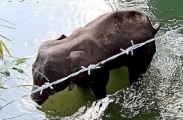 Seorang Pria Ditangkap atas Kematian Gajah Hamil yang Makan Nanas Berisi Petasan