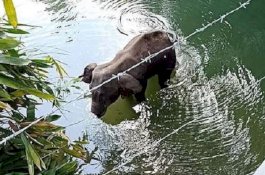 Pelaku Pembunuh Gajah dengan Bom Buah Akhirnya Ditangkap
