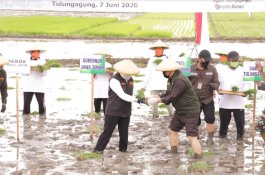 Wujudkan Ketahanan Pangan, Gubernur Jatim Percepat Tanam Padi