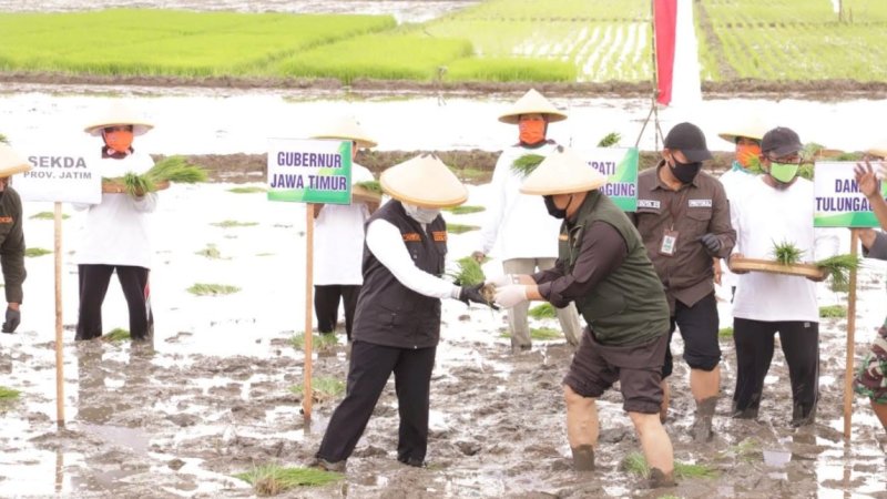 Gubernur Jawa Timur, Khofifah Indar Parawansa melakukan gerakan percepatan tanam padi pada musim tanam II atau musim kemarau. Tujuannya, mewujudkan ketahanan pangan.