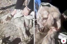 Ditemukan Peternak, Domba Berkepala Dua dan Tiga Telinga Cuma Bertahan Hidup Empat Hari