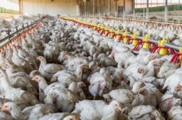 Flu Burung Disebut Lebih Mematikan dari Covid-19, Dapat Membunuh Separuh Penduduk Bumi