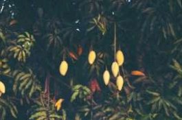 Saking Dirawat, Harga Mangga Ini Paling Mahal di Dunia