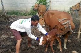 Covid-19 Tak Pengaruhi Distribusi Sperma Sapi di Luwu Utara