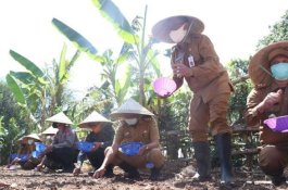 Ditarget 200 Ton Bawang Merah, Dinas Pertanian Barru Perlebar Area Tanam