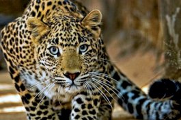 Sadis, Macan Tutul Dipukuli Sampai Mati, Gigi dan Kukunya Dicabut lalu Diarak Keliling Kampung