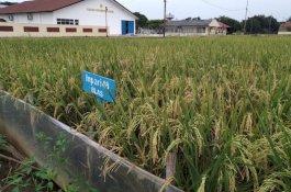 Atasi Stunting, Musim Gadu Pemalang Tanam Padi Inpari IR Nutri Zinc