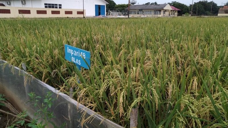 Atasi Stunting, Musim Gadu Pemalang Tanam Padi Inpari IR Nutri Zinc