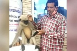 Monyet yang Terluka Datangi Rumah Sakit Sendirian untuk Berobat