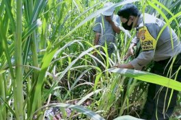Bau Busuk Menyengat, Warga Jeneponto Temukan Organ Tubuh Dimutilasi di Perkebunan Tebu