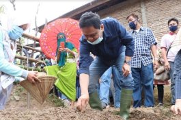 Menuju New Normal, Gerakan Budi Daya Bawang Merah di Barru Terus Menggeliat