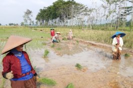 Perbaiki Tanggul Bersama, Pekalongan Optimis Kejar Tanam Padi