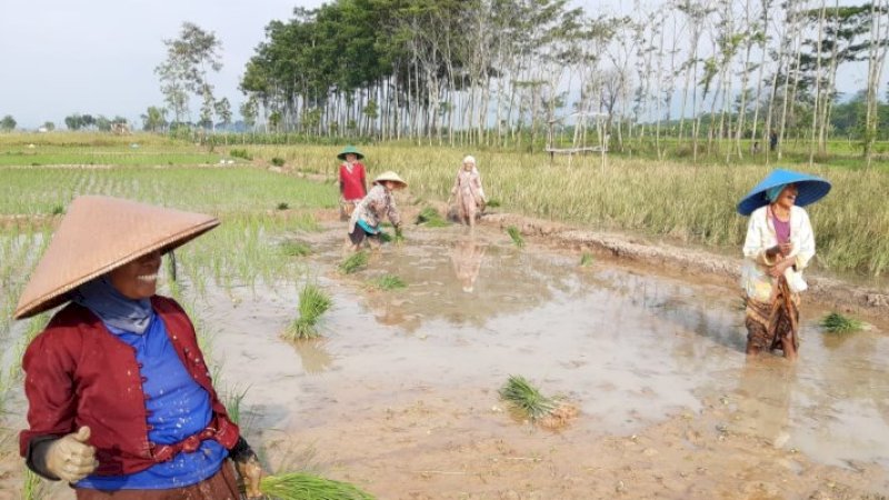Perbaiki Tanggul Bersama, Pekalongan Optimis Kejar Tanam Padi