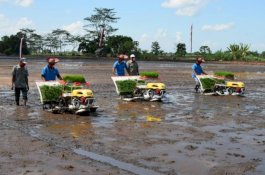 Tim Ahli Wapres Dukung Food Estate Pertanian di Kalimantan Tengah