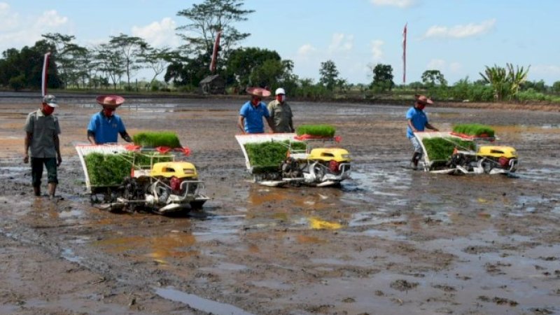 Tim Ahli Wapres Dukung Food Estate Pertanian di Kalimantan Tengah