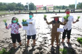 Pantang Mundur Hadapi Pandemi Covid-19, Bupati Landak Ajak Warga Tanam Padi