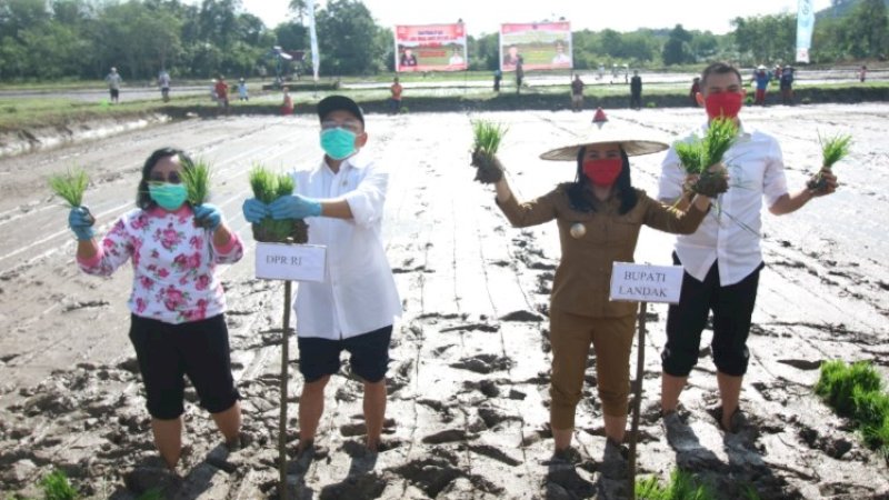 Pantang Mundur Hadapi Pandemi Covid-19, Bupati Landak Ajak Warga Tanam Padi