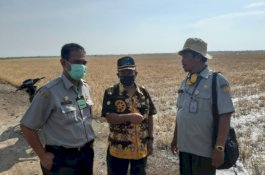 Atasi Dampak Banjir Rob, Kementan Dorong Indramayu Tingkatkan Luas Tanam Padi