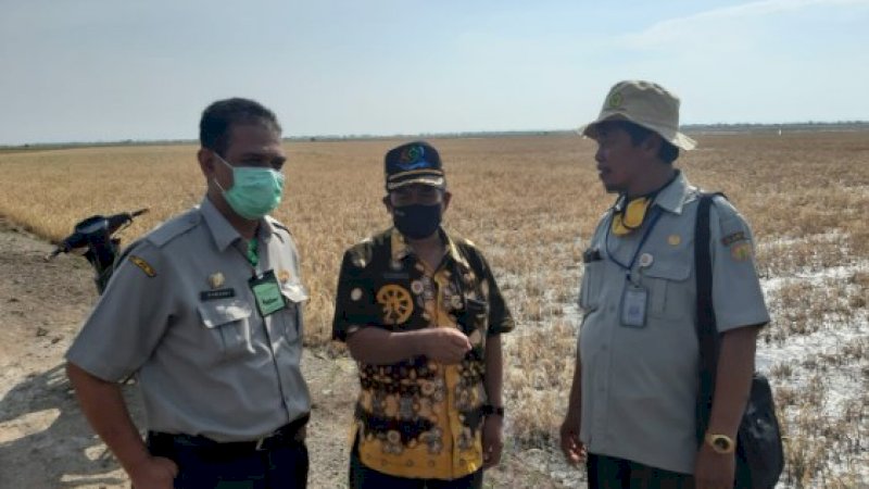 Atasi Dampak Banjir Rob, Kementan Dorong Indramayu Tingkatkan Luas Tanam Padi