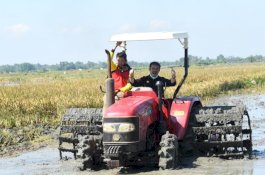 Inilah 10 Kabupaten dengan Produksi Beras Tertinggi di Indonesia