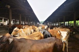 Serahkan Bantuan Rp20,73 Miliar, Mentan SyahruI Yakin Lampung Jadi Lumbung Ternak Nasional