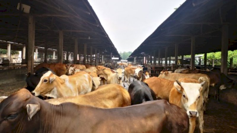 Serahkan Bantuan Rp20,73 Miliar, Mentan SyahruI Yakin Lampung Jadi Lumbung Ternak Nasional