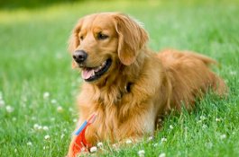 Anjing Ini Temukan Jasad Pemiliknya yang Hilang Usai Ambil Daun Pisang