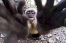 Monyet Pemabuk India Mengamuk Gara-gara Kehabisan Miras, 250 Orang Luka-luka