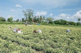 Harga Anjlok dan Stok Berlebih, Nasib Petani Cabai Jeneponto Mengeluh
