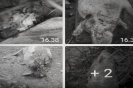 Mengerikan, Muncul Makhluk Misterius yang Mengisap Darah Ratusan Ternak Milik Warga