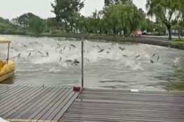 Ratusan Ikan di China Melompat Keluar dari Danau, Netizen: Pertanda Apa?