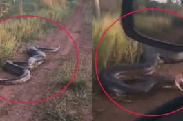 Bikin Ngilu, Detik-Detik Anaconda Raksasa Serang Turis