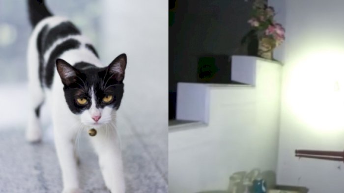 Menakutkan Kucing Ini Mengeong Tiap Jam 3 Pagi Sambil Menatap Sudut Ruang Tamu