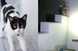 Menakutkan, Kucing Ini Mengeong Tiap Jam 3 Pagi Sambil Menatap Sudut Ruang Tamu