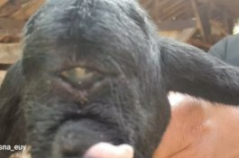 Viral 'Domba Dajjal' Baru Lahir, Bentuk Mulutnya Juga Aneh