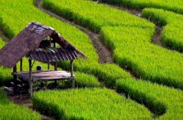 Dukungan Food Estate dari Civil Society Terus Mengalir