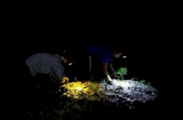 Demi Tanam Padi, Petani Vietnam Rela Bangun Jam 2 Dini Hari