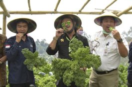 Mentan Syahrul Dorong Sayuran Organik dari Petani Milenial