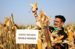 Berkunjung di Kendal, Mentan Beri Semangat untuk Tingkatkan Produksi Jagung Pakan Ternak