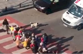 Viral... Anjing di Georgia Tiap Hari Kawal Anak Menyeberang Jalan