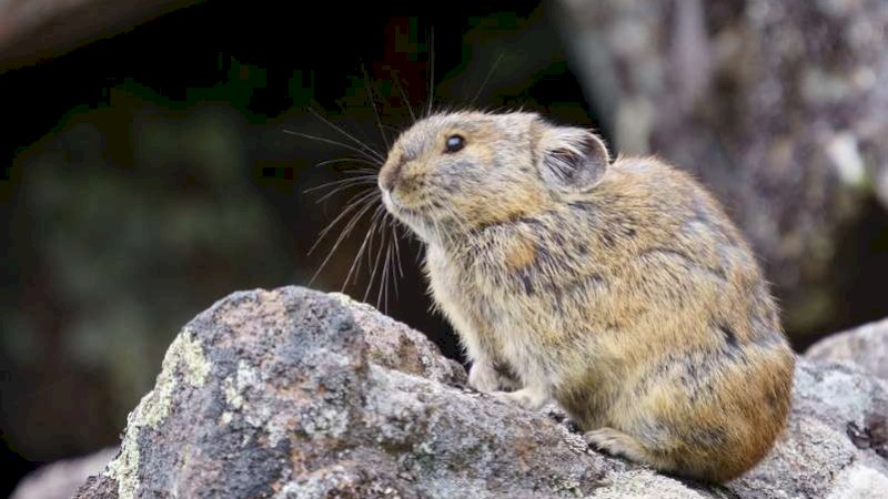 Inilah Hewan Pika yang Makan Kotorannya Sendiri