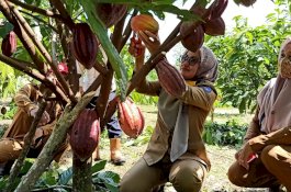 Bupati Luwu Utara Fokus Program Kakao Lestari